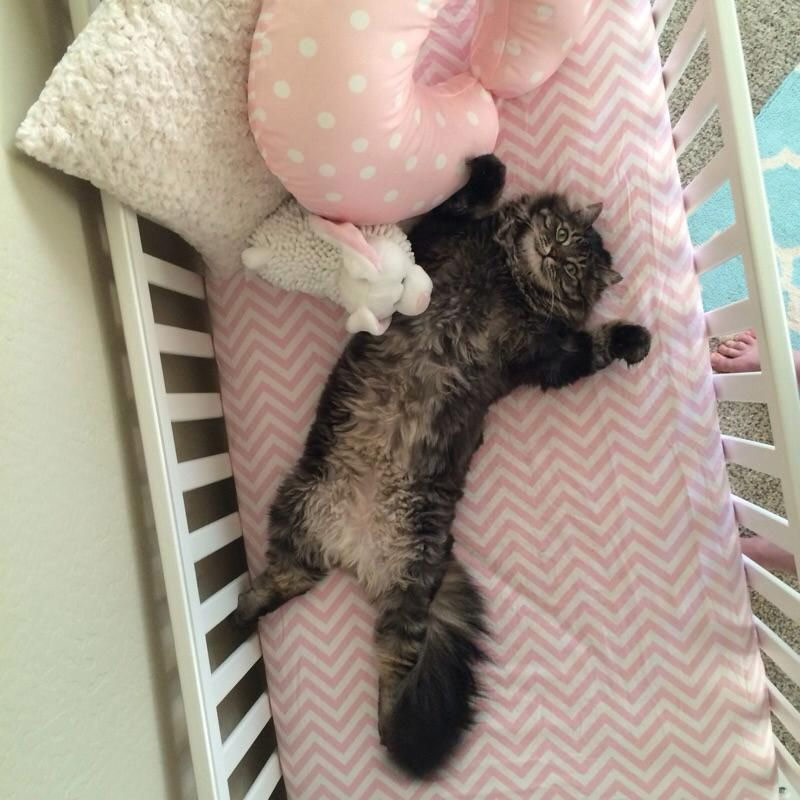 Cat lying in crib